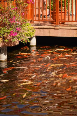 Büyük renkli balıklı gölet. Seyahat kavramı.