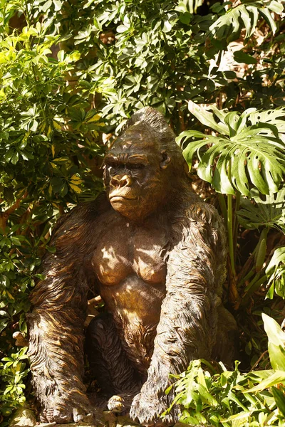 一只青铜猴子坐在灌木丛中 娱乐和热带旅行的概念 保护野生动物 野生黑猩猩 — 图库照片
