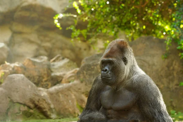 Énorme Gorille Est Assis Sur Rocher Regarde Attentivement Dans Distance — Photo