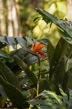 Ormanın arka planında egzotik turuncu çiçek. Vahşi yaşamın güzelliği. Seyahat kavramı.