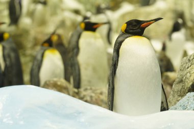 Cesur bir kral penguen cesurca bekler ve sürüsünü korur..