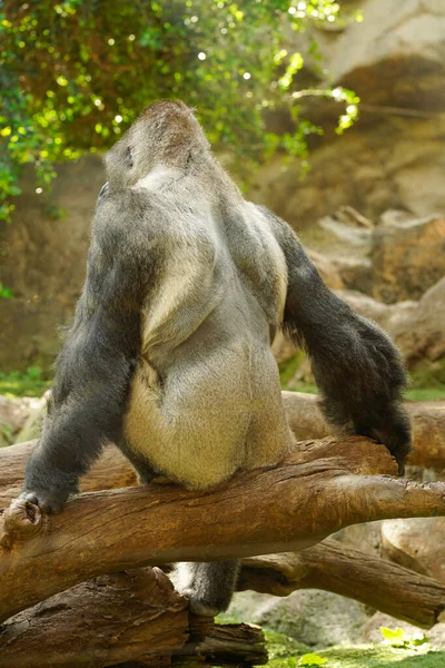 一只巨大的大猩猩背对着摄像机坐在倒下的树上 银背大猩猩 主要是食草猿 — 图库照片