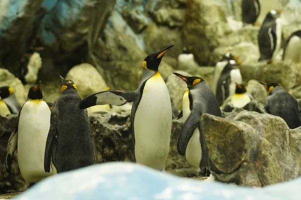 Stock image King penguins among the rocks, view from behind a snowdrift.