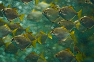 Suda bir sürü tropikal balık ve bir sürü hava kabarcığı. Yumuşak odaklı, seçici odaklı, yakın plan