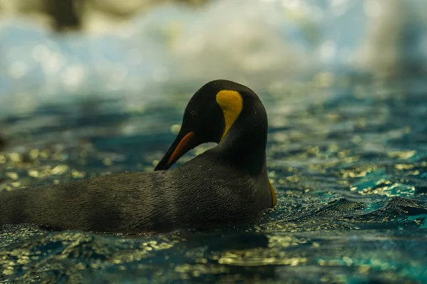 Een Koning Pinguïn Zwemt Het Water Close — Stockfoto