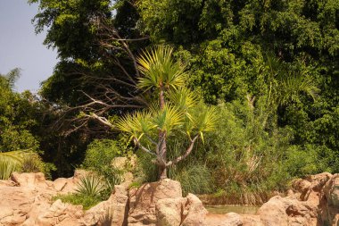 Bir kayanın üzerinde tropik bir palmiye ağacı büyür, açık bir yaz günü, bir seyahat konsepti. Tropik yaz tatili.