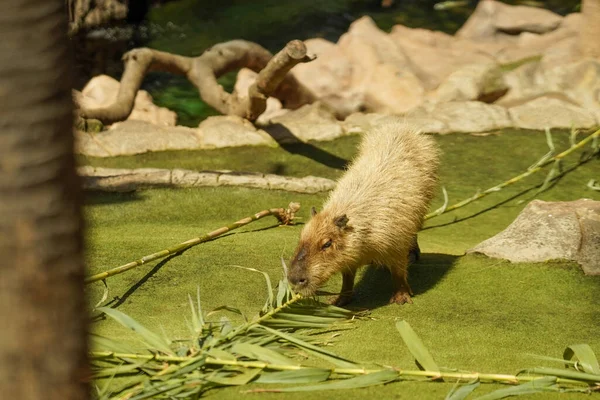 Capybara Lesie Zielone Gałęzie Scena Dzikiej Przyrody Natury — Zdjęcie stockowe