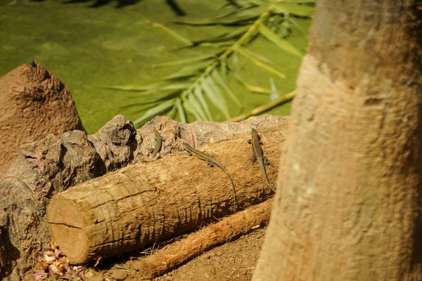 Kuru Zeminde Güneşlenen Tropikal Kertenkeleler — Stok fotoğraf