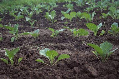 Genç lahana filizleri. Lahanalı tarla. Sebze tarlası. Kimyasallar olmadan yararlı ürünler. Gübresiz tarım..