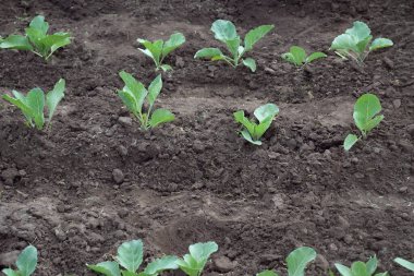 Young cabbage on the field. Eco-friendly vegetables. Healthy eating. Non-GMO products. Bushes of young cabbage close-up. Selective focus, blurred backgraund. Step1