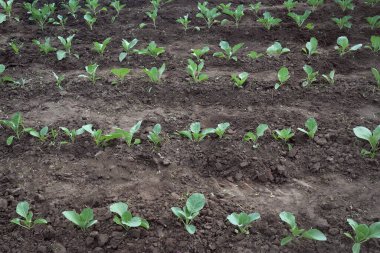 Tarlada bir sıra taze lahana. Organik sebzeler. Sebze yetiştiriyorum. Sağlıklı beslenme. Sebze tarlası, en iyi manzara. Seçici odaklanma, bulanık geri dönüş. Adım 1