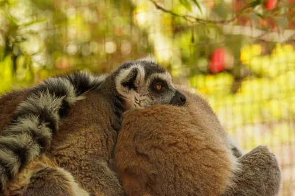 Puszyste Lemury Odpoczywają Letnim Słońcu Tropikach — Zdjęcie stockowe