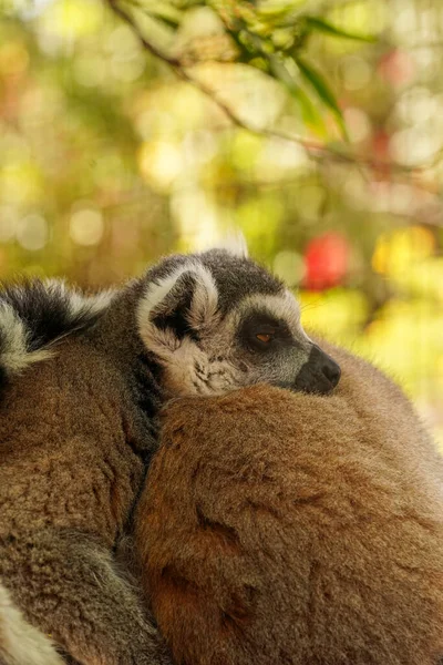 Sleeping pair of lemurs. Fluffy wild animals