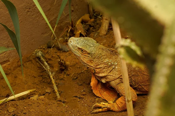 Iguana Está Escondida Nos Arbustos Está Esperando Vítima — Fotografia de Stock