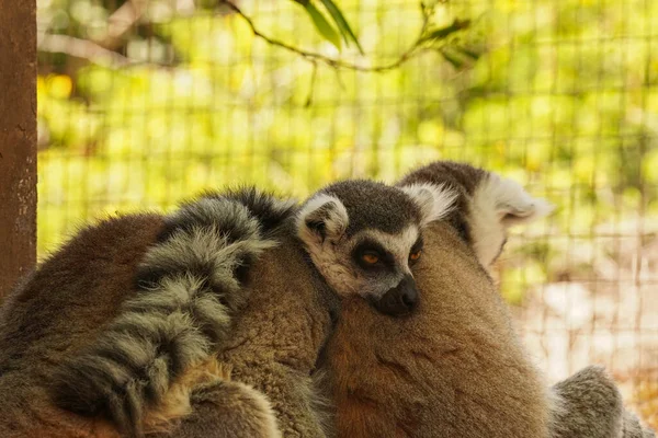 Une Paire Lémuriens Aimants Aux Cheveux Duveteux — Photo