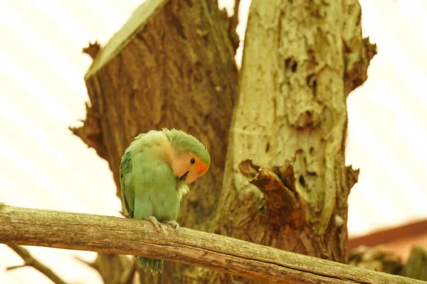 Маленький Зелений Папуга Сховав Голову Сидить Наодинці — стокове фото