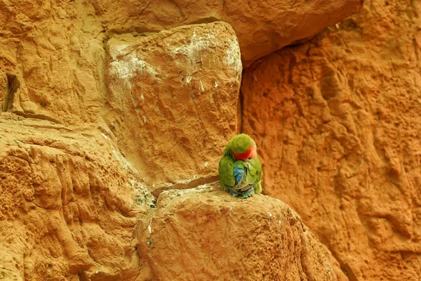 Маленький Зелений Папуга Сховав Голову Сидить Самоті Безлюдній Скелі — стокове фото