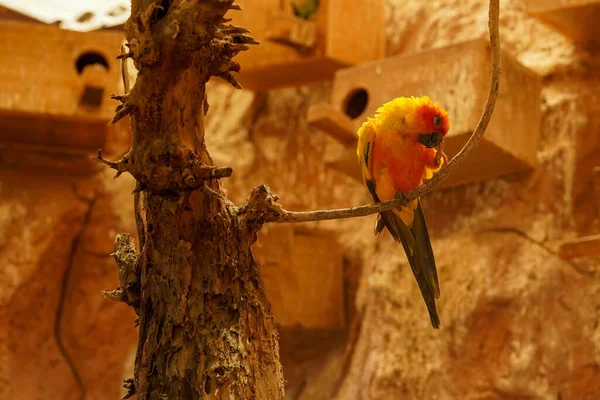 Kolorowa Papuga Siedzi Gałęzi Drapie Się Dziobie Piękna Wielobarwna Papuga — Zdjęcie stockowe
