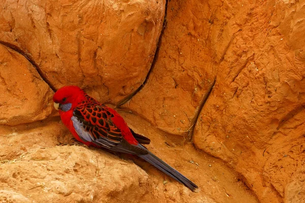 Барвистий Тропічний Папуга Сидить Скелі Червоний Птах Природі — стокове фото