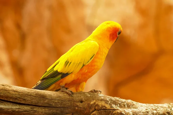 Маленький Зелений Папуга Сховав Голову Сидить Самоті Безлюдній Скелі — стокове фото