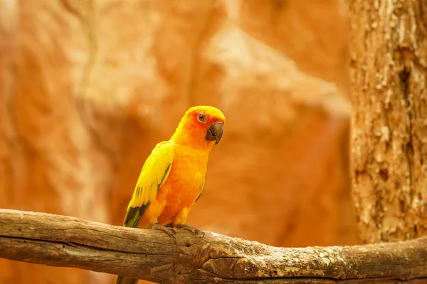 Mała Zielona Papuga Ukryła Głowę Siedzi Sama Opuszczonej Skale — Zdjęcie stockowe