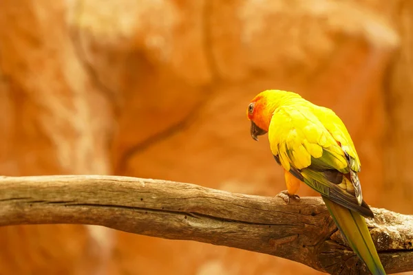 Żółta Papuga Siedzi Gałęzi Widok Tyłu — Zdjęcie stockowe
