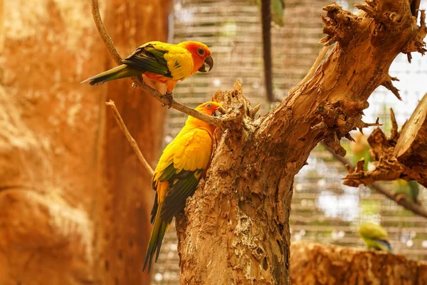 Прекрасні Папуги Гілці Сонячні Папуги — стокове фото