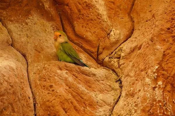 Mała Zielona Papuga Siedzi Sama Skale — Zdjęcie stockowe