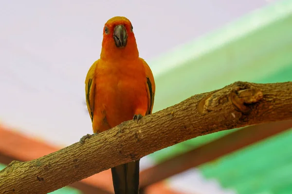 Портрет Красивого Оранжевого Желтого Зеленого Попугая Парке — стоковое фото