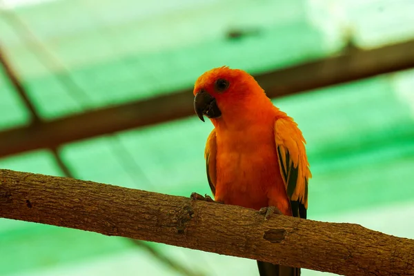 Портрет Красивого Барвисто Оранжевого Жовто Зеленого Птаха Папуги Парку — стокове фото