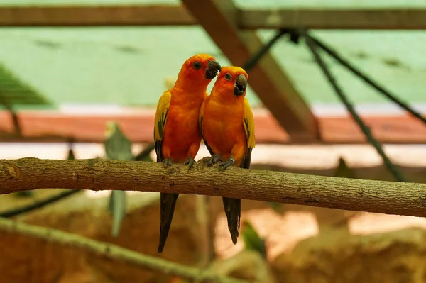 Πολύχρωμοι Παπαγάλοι Κάθονται Ένα Κλαδί Και Φιλιούνται — Φωτογραφία Αρχείου