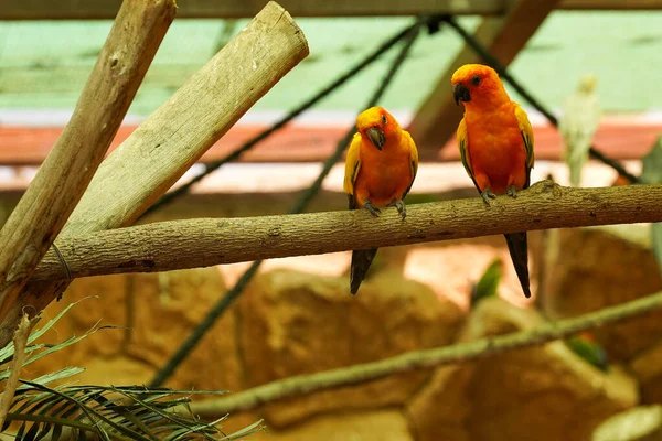 Para Ptaków Piękna Papuga Patrząca Kamerę — Zdjęcie stockowe