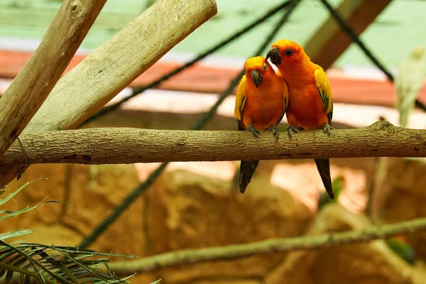 Colorful Couple Parrots Branch — Stock Photo, Image