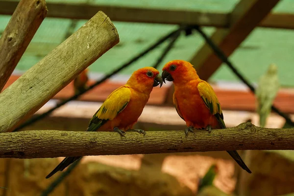 Дві Різнокольорові Папуги Гілці — стокове фото
