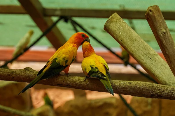 Dwie Kolorowe Papugi Siedzące Gałęzi Widok Tyłu — Zdjęcie stockowe