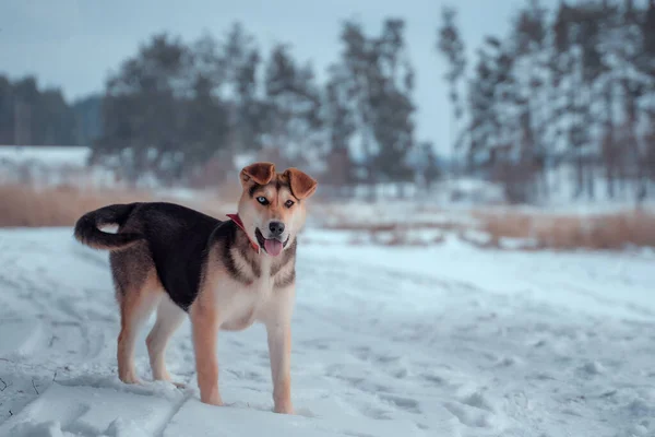 Собака Разноцветными Глазами Зимой Поле — стоковое фото