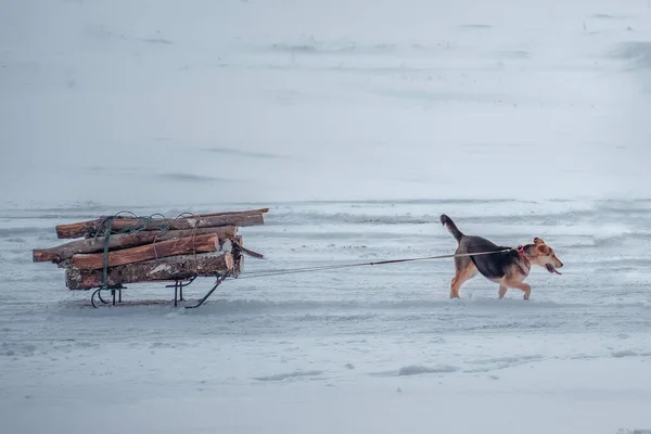 犬は冬の道で薪でそりを引く — ストック写真