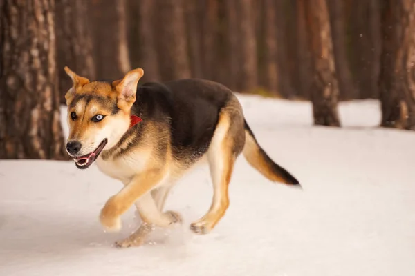 Собака Красочными Глазами Зимнем Лесу Разноцветные Глаза Гетерохромия — стоковое фото