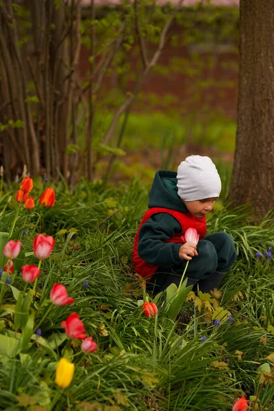 Schattig Kind Zittend Een Weiland Tussen Tulpen Een Bloem Vasthoudend — Stockfoto