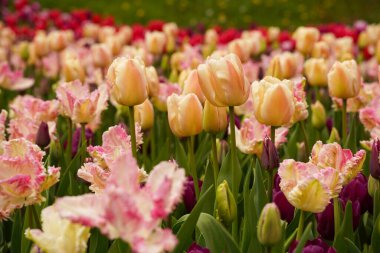 Keukenhof Kraliyet Parkının fotoğrafı. Çiçek açan. Keukenhof dünyanın en büyük çiçek bahçelerinden biridir.