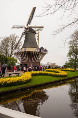 Lisse, NETHERLANDS - 23 Nisan 2023: Keukenhof Kraliyet Parkı 'nda renkli laleler çiçek açtı. Çiçek açan. Keukenhof dünyanın en büyük çiçek bahçelerinden biridir.