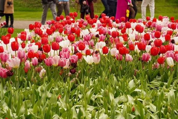 Lisse Nederländerna April 2023 Foto Kungliga Parken Keukenhof Blommande Blommor — Stockfoto