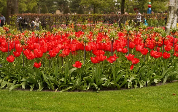 Lisse Países Baixos Abril 2023 Foto Parque Real Keukenhof Flores — Fotografia de Stock