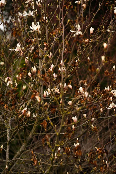 Spring Branches Tree Flowering Flowers Spring Awakening Nature Selective Focus — Stock Photo, Image
