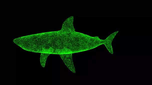 3D鲨鱼在黑色背景上旋转 用闪光的粒子制成的物体 野生动物的概念 3D动画60 Fps — 图库视频影像
