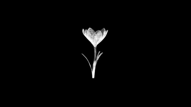 Fleur Printemps Tourne Sur Noir Objet Particules Scintillement Blanc Dissous — Video