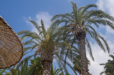 Mavi gökyüzüne karşı yemyeşil tropikal palmiye ağaçları, aşağıdan manzara. Tropik tatil