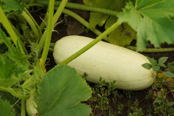 Natural Ripe White Zucchini Lies Ground Foliage Fresh Zucchini White — Stock Photo, Image