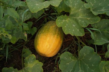 Yeşillikte sulu kavun. Geçim tarımı