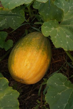 Yeşillikte sulu kavun. Geçim tarımı